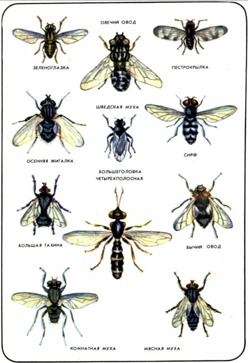 Муха комнатная и жигалка различия