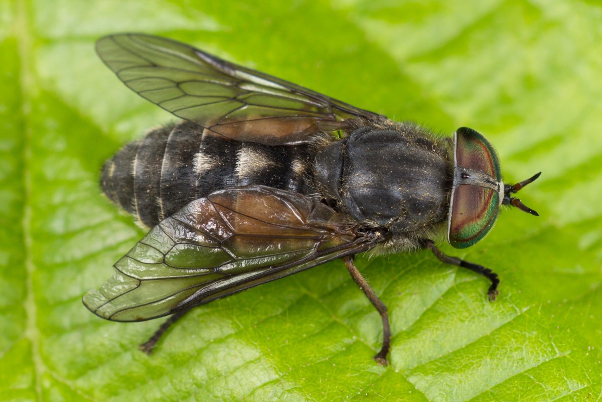 Слепни Hybomitra