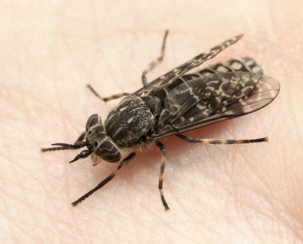 Слепень Tabanus