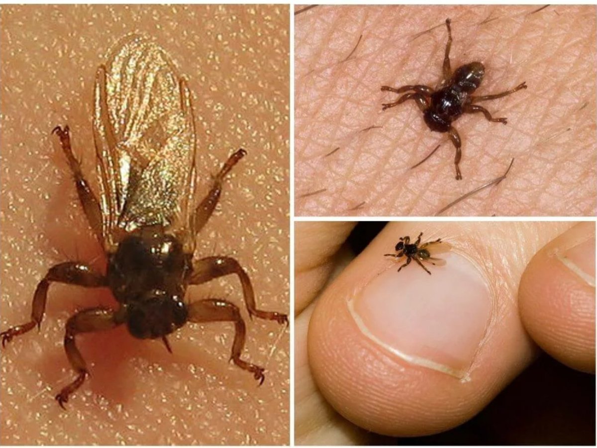 Оленья кровососка клещ