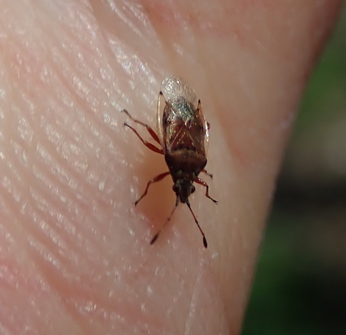 Kleidocerys resedae кровососущие