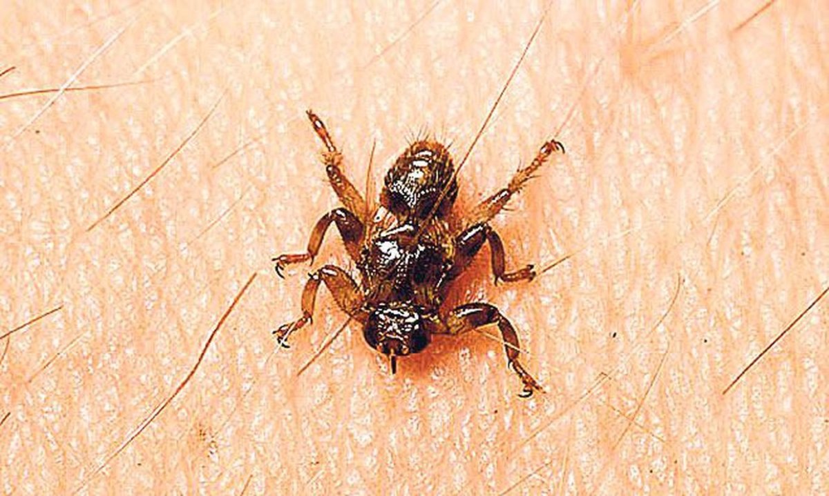 Оленья кровососка (лосиная Муха)