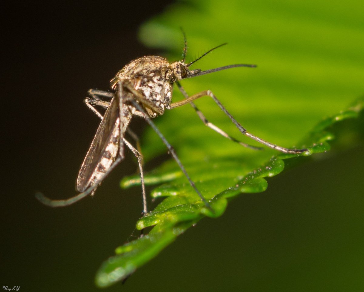 Комар желтолихорадочный