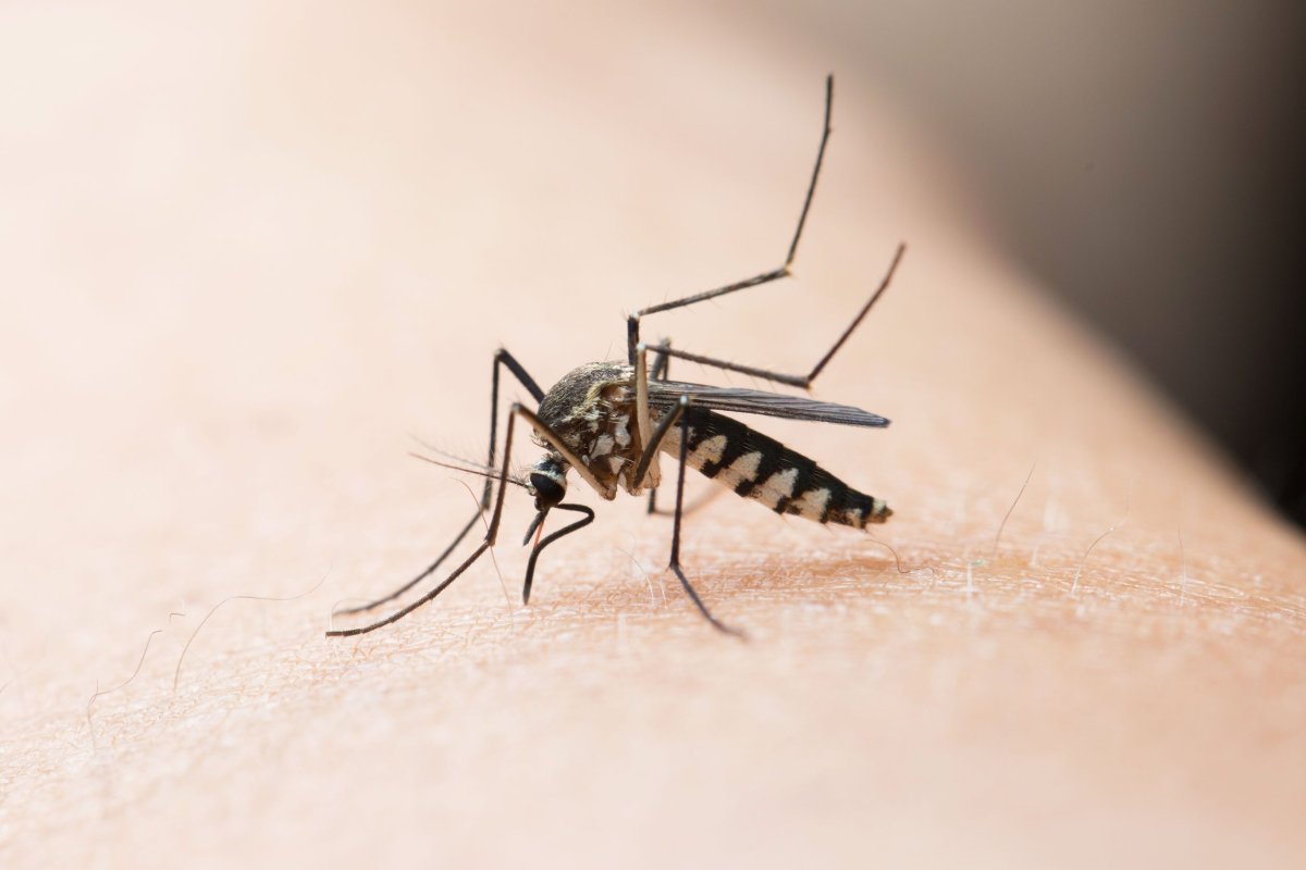 Москит интервью