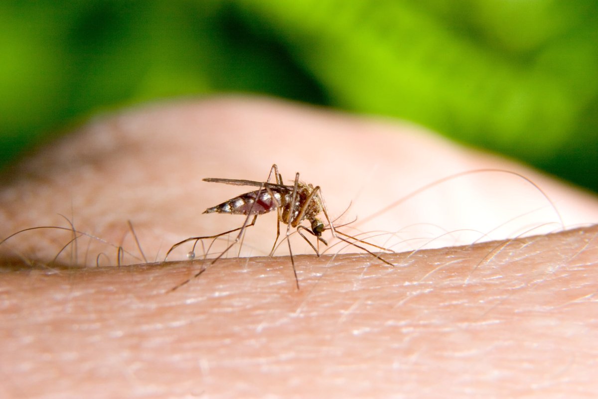 Кто такие москиты