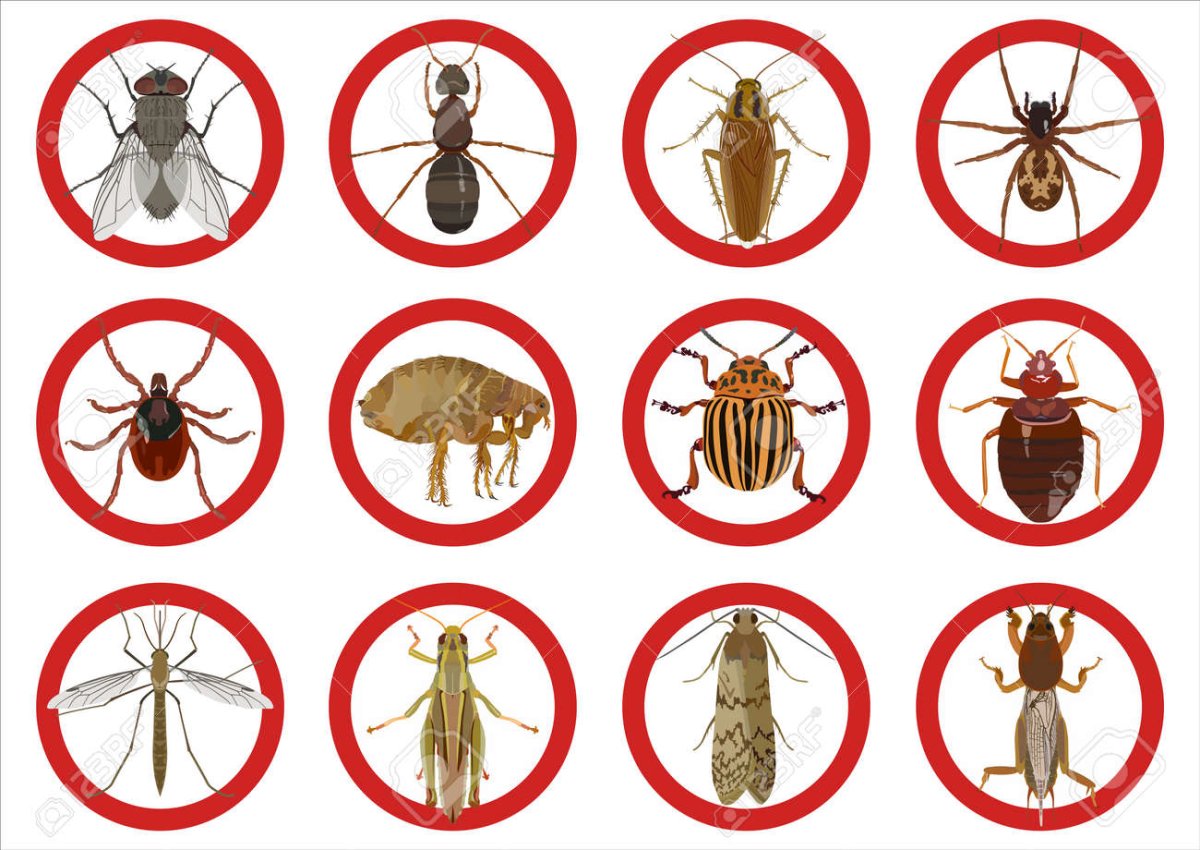 Вредные насекомые вектор