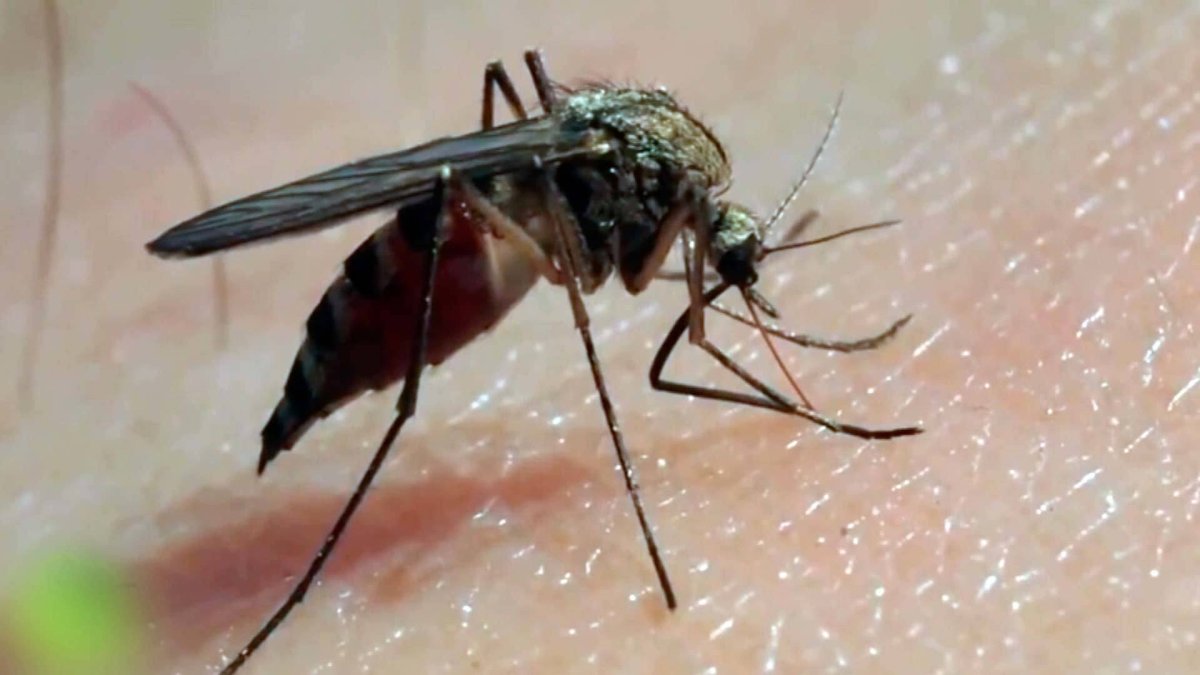 Укусы мошек комаров слепней