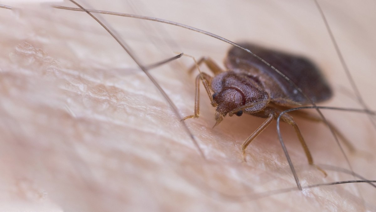 Хоботок клопа