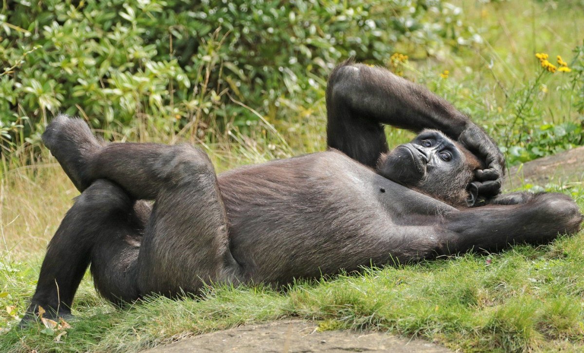 Обезьянка лежит