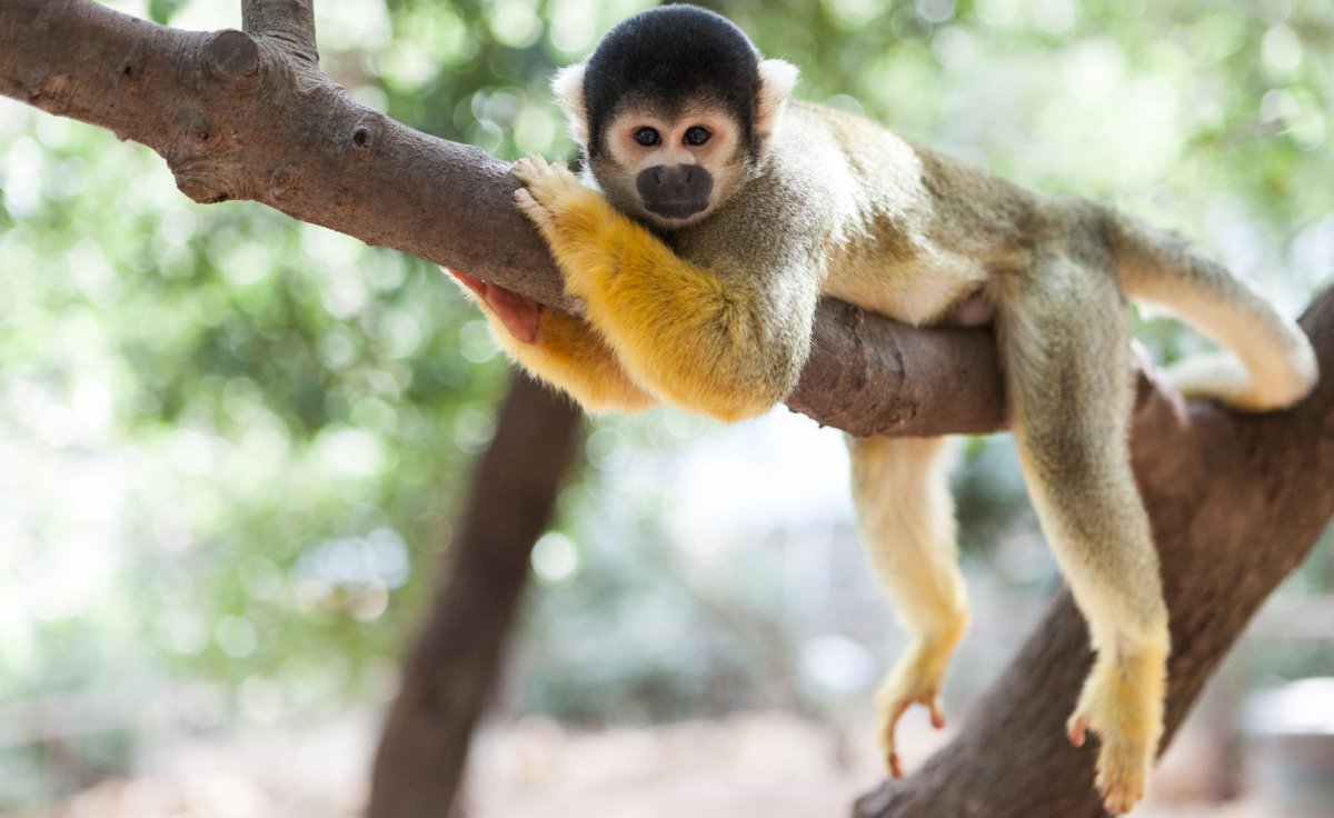 Обезьянка лежит на дереве