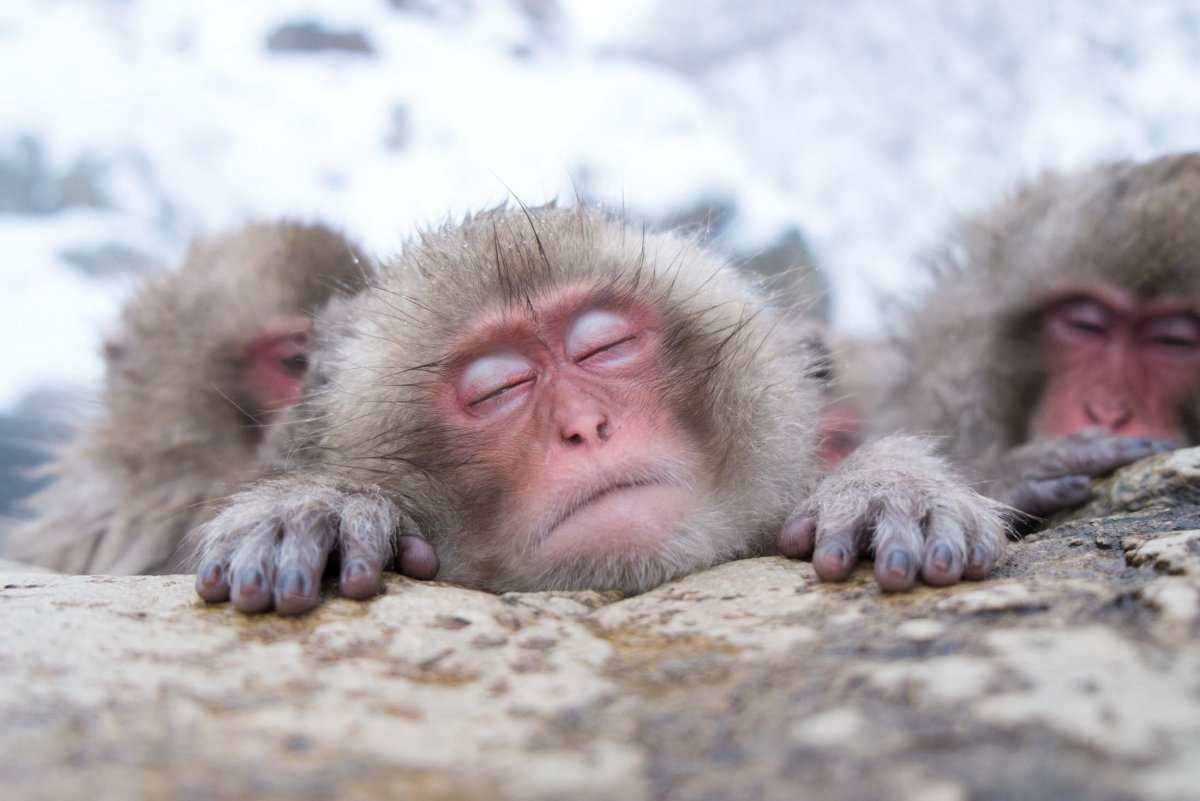 Парк снежных обезьян