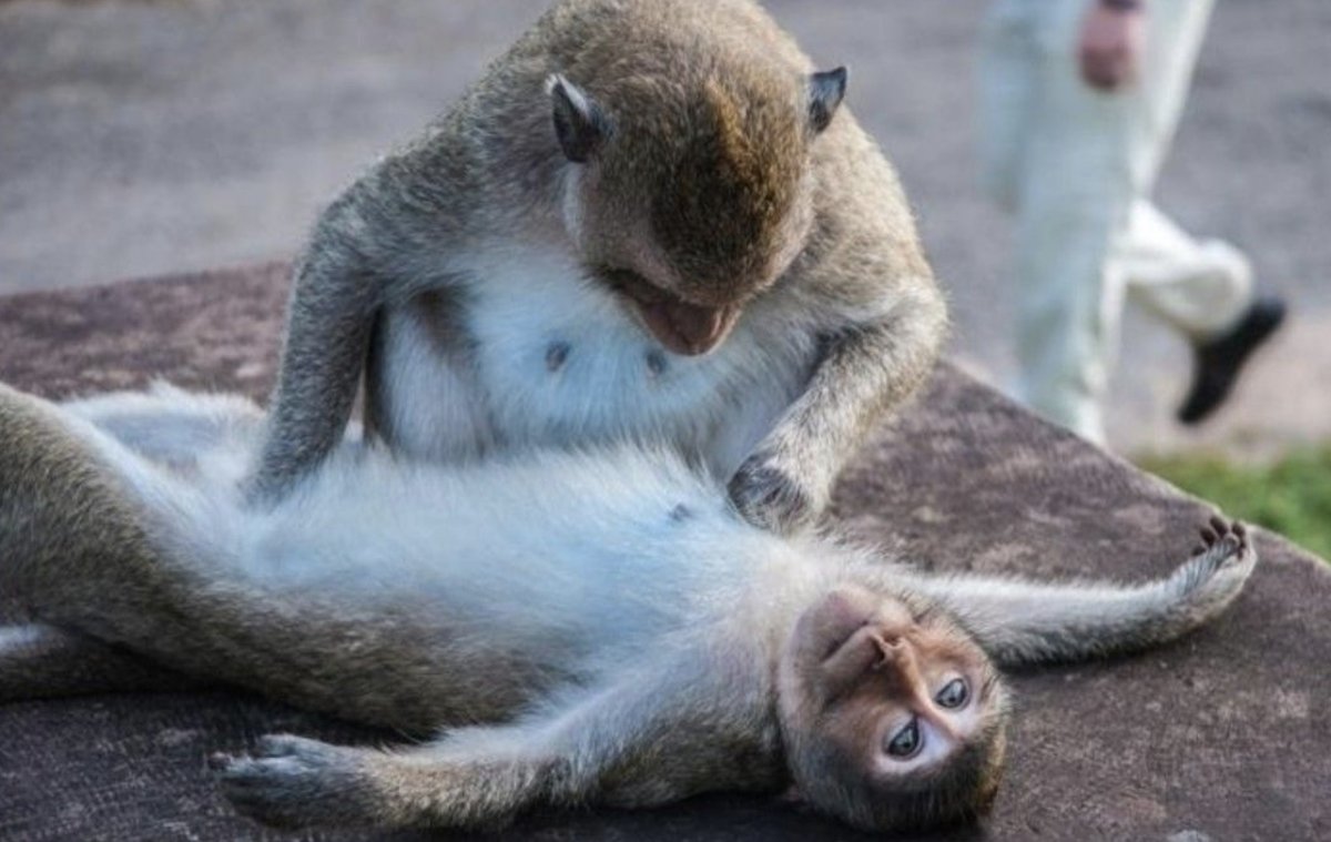 Озабоченные животные