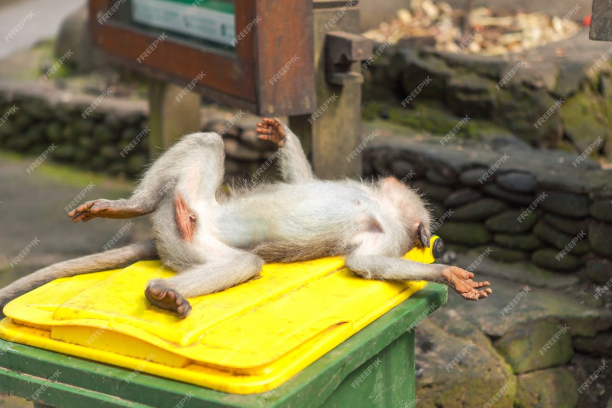 Мартышка лежит