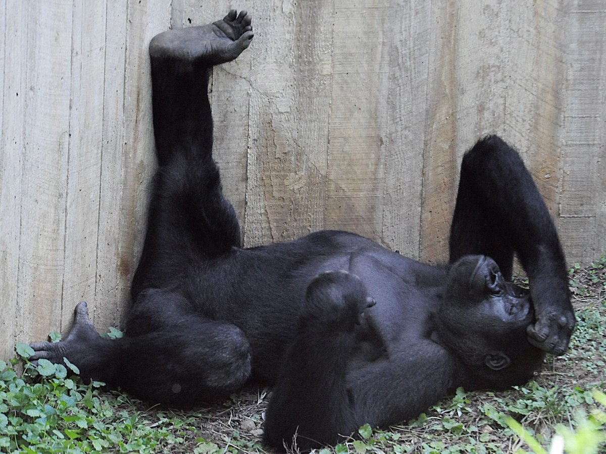 Горилла лежит