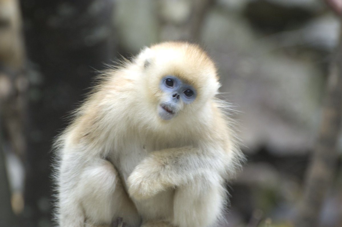 Тонкинский ринопитек (Rhinopithecus avunculus)