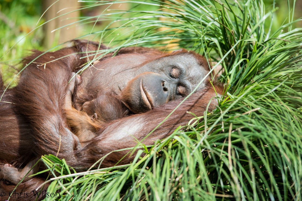 Обезьяна спит