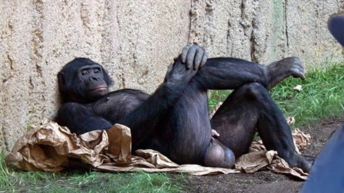 Обезьяна с яйцами