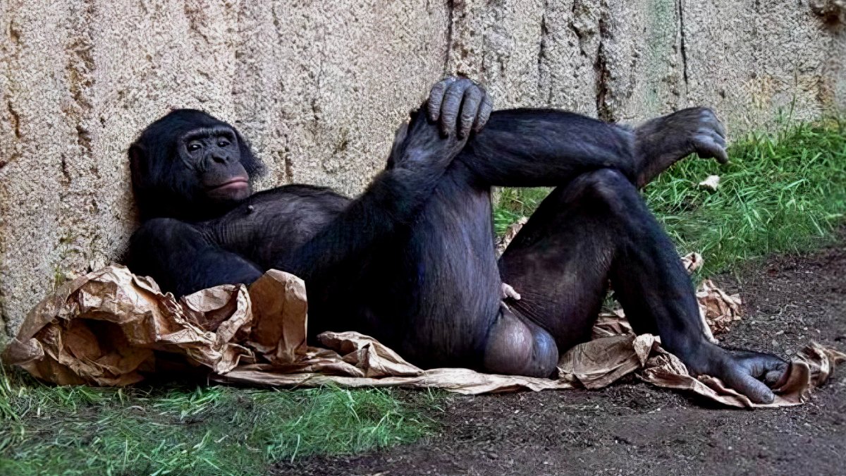 Животное с большими яйцами