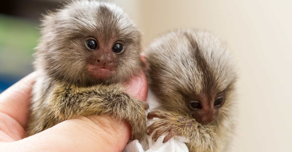 Карликовая обезьянка игрунка