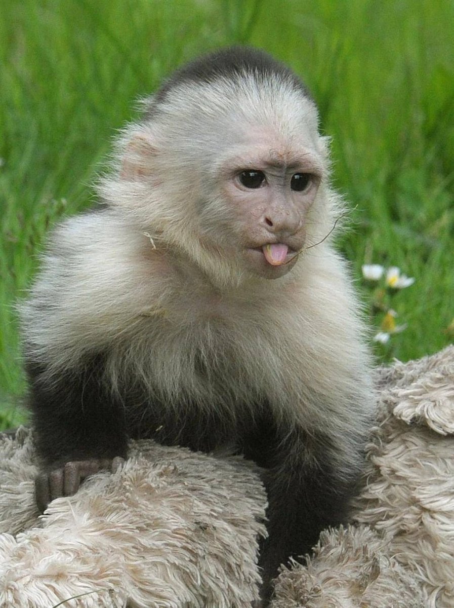 Обезьяна белогрудый капуцин