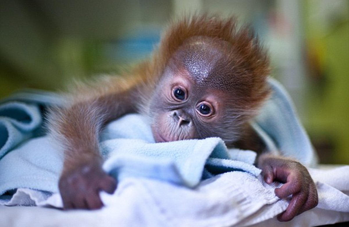 Обезьянка Мандаринка Живая