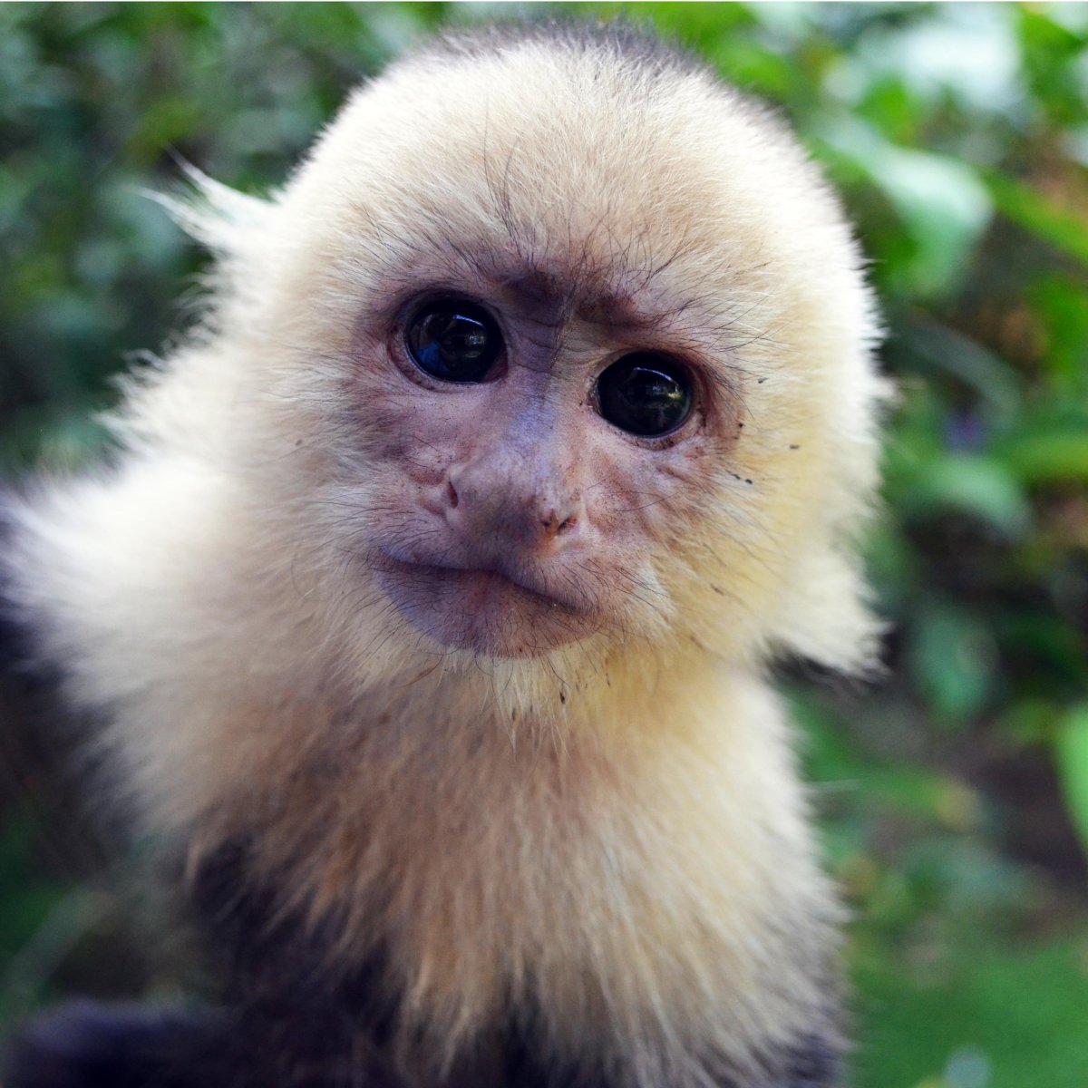 Маленький капуцин