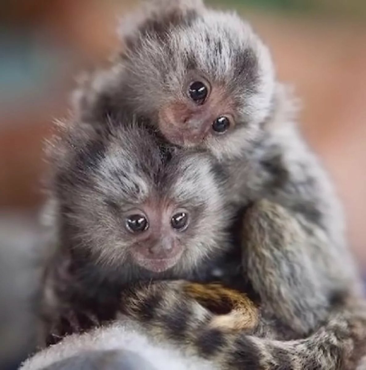 Обезьянка игрунчик