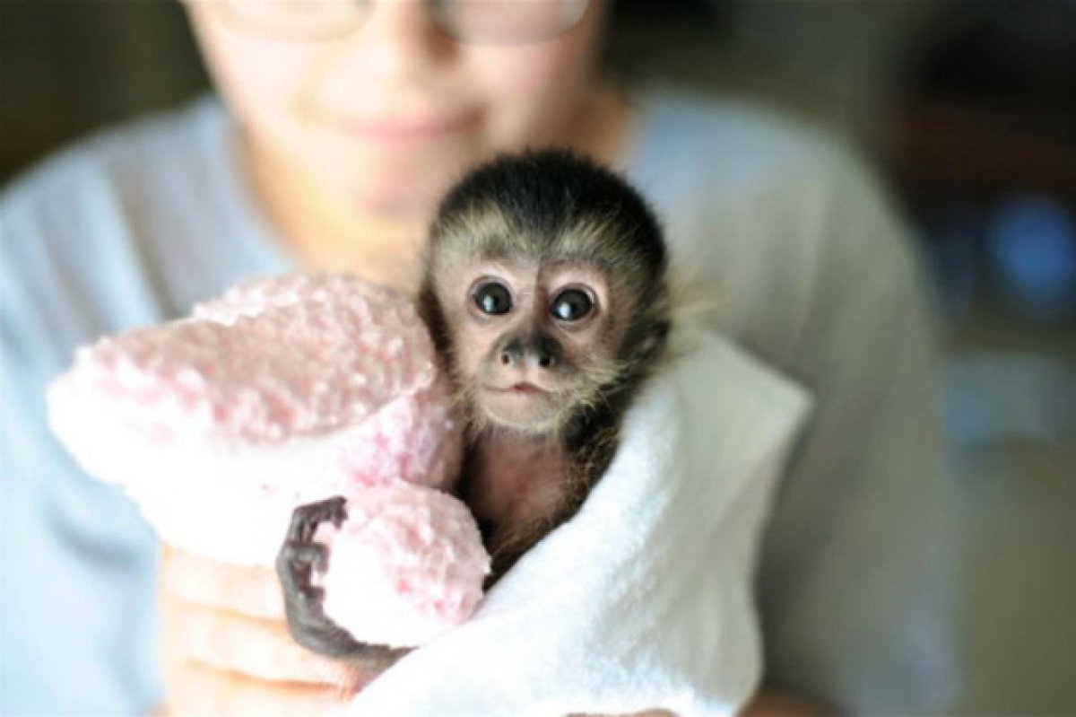Маленькая новорожденная обезьянка