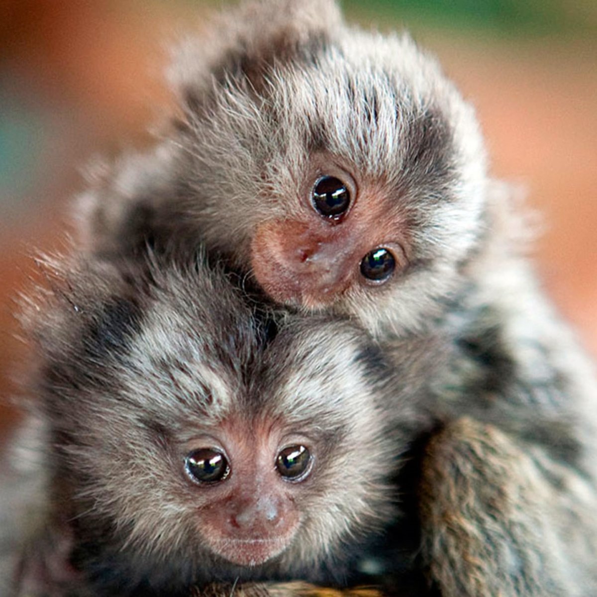 Карликовая игрунка