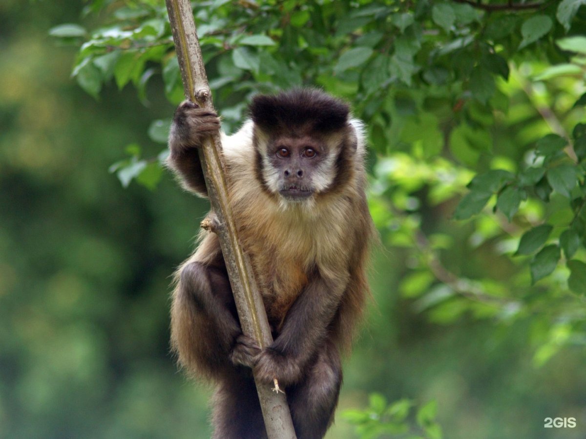 Любопытный капуцин