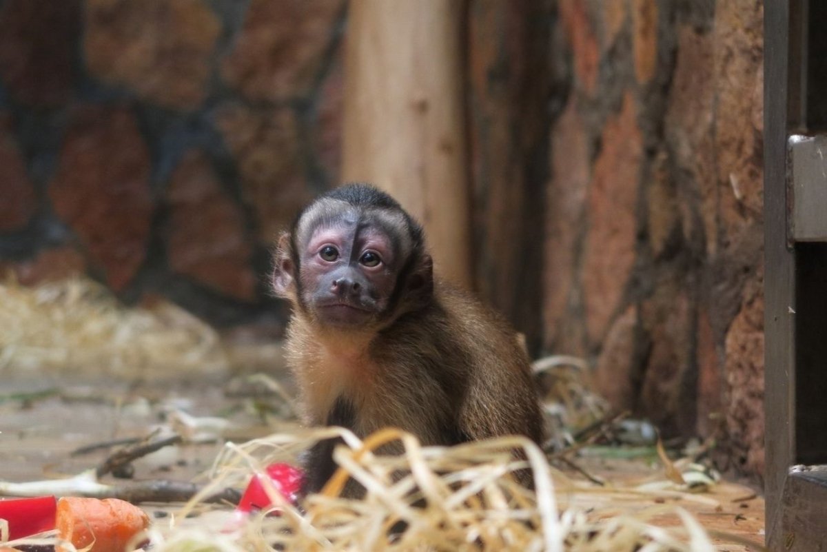 Ленинградский зоопарк Скиба