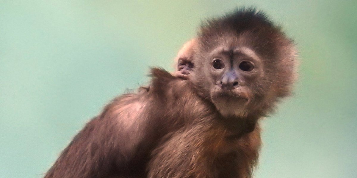 Капуцин Плакса обезьянка