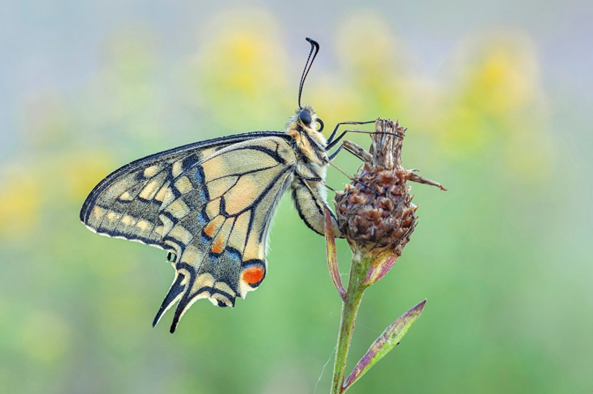 Насекомое вблизи бабочка