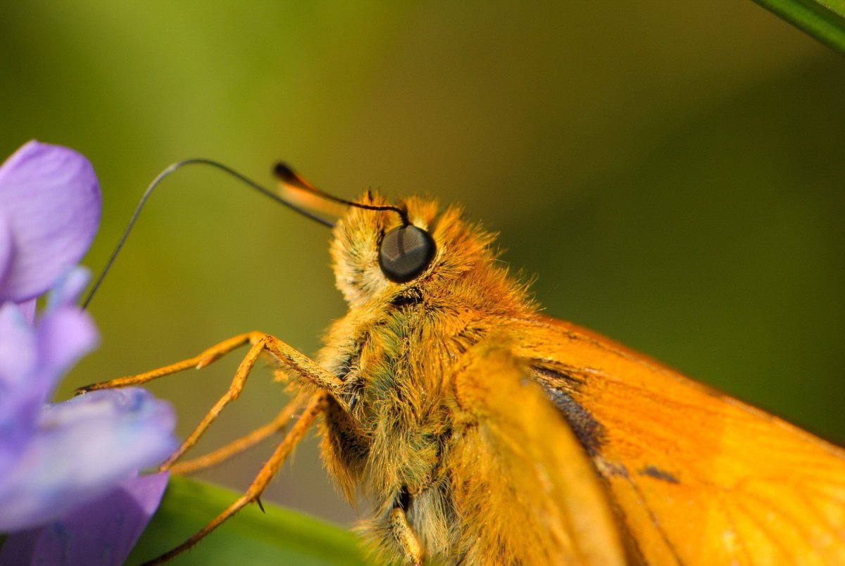 Голова бабочки