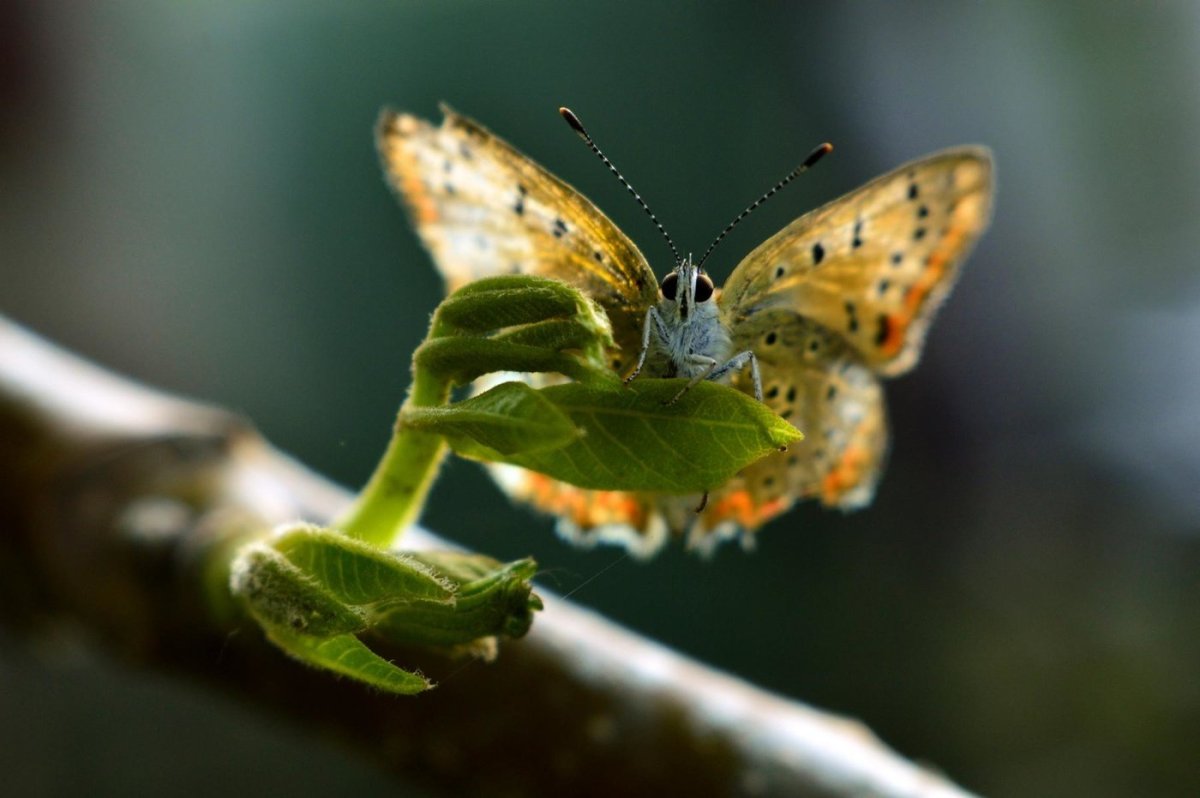 Бабочка Макросъемка