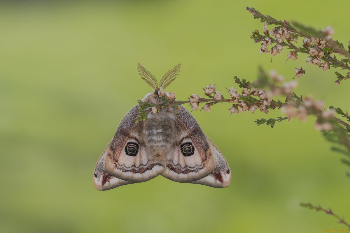 Бабочка Павлиноглазка (Emperor Moth)