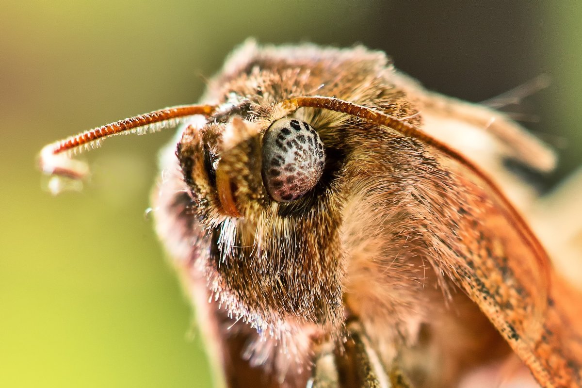 Макросъемка насекомых