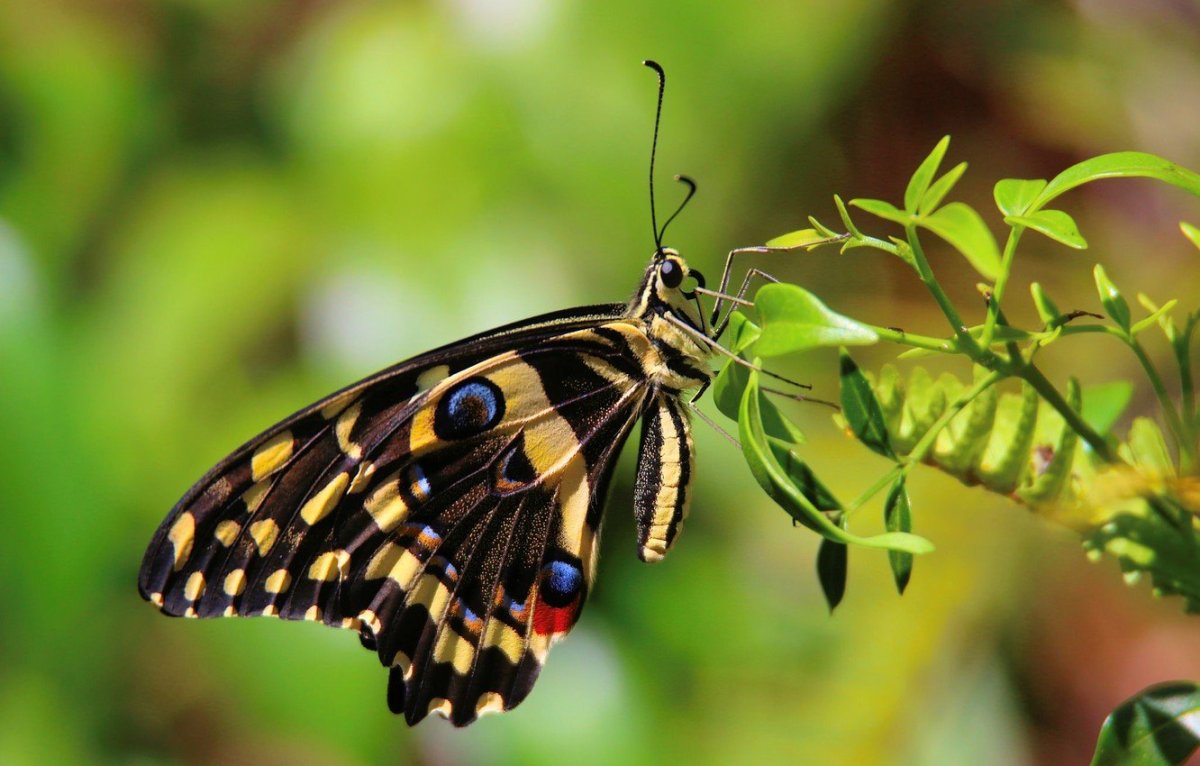 Мордашка бабочки