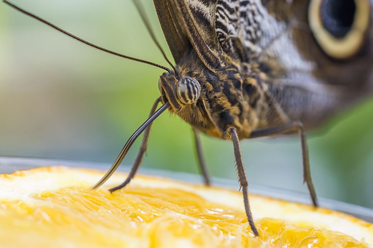 Глаза бабочек вблизи