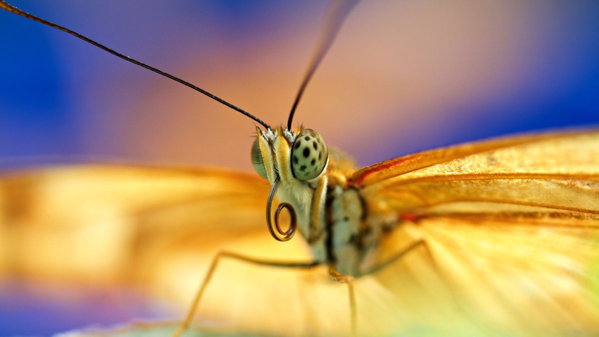 Голова бабочки макро