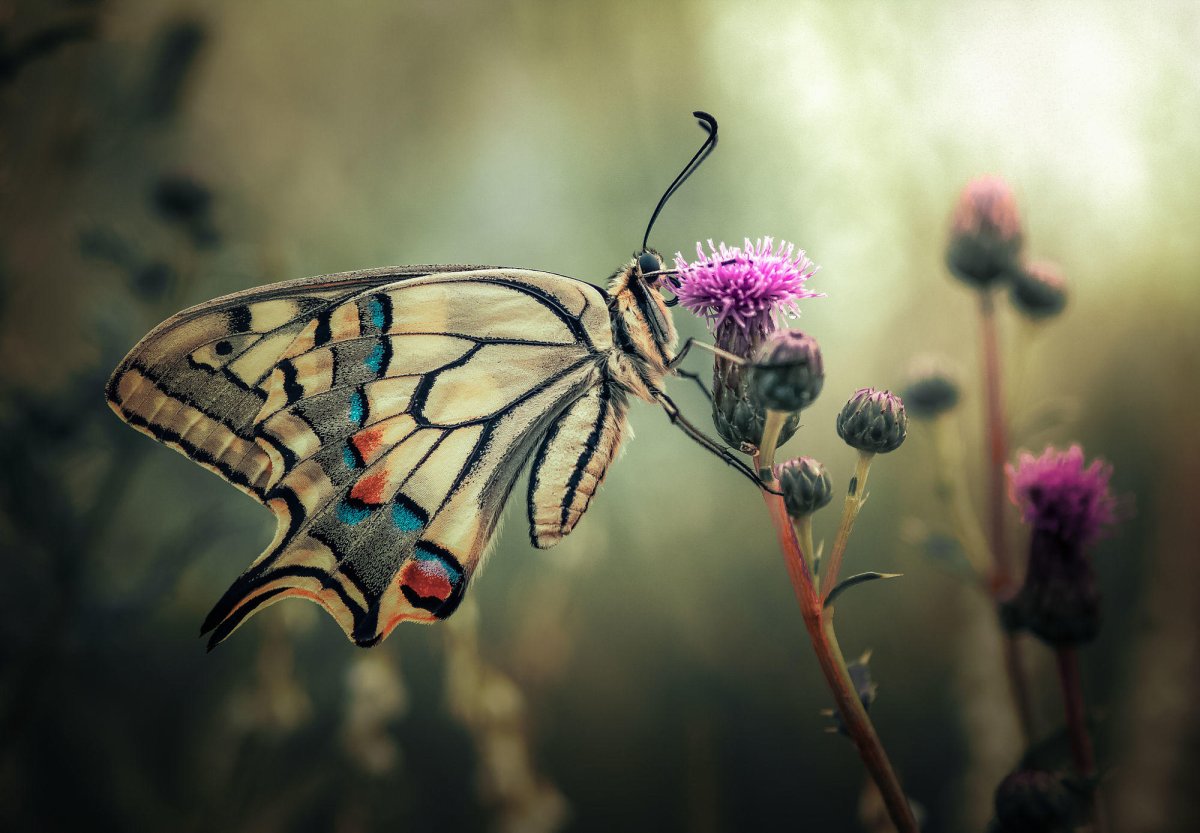 Бабочка на стебле