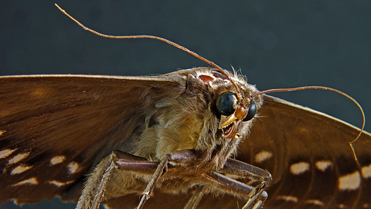 Моль насекомое