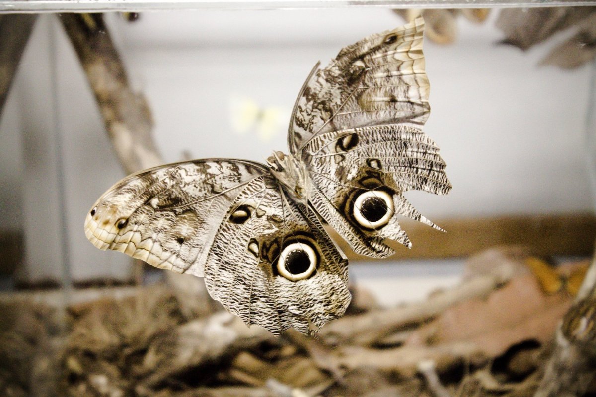 Тельце бабочки вблизи