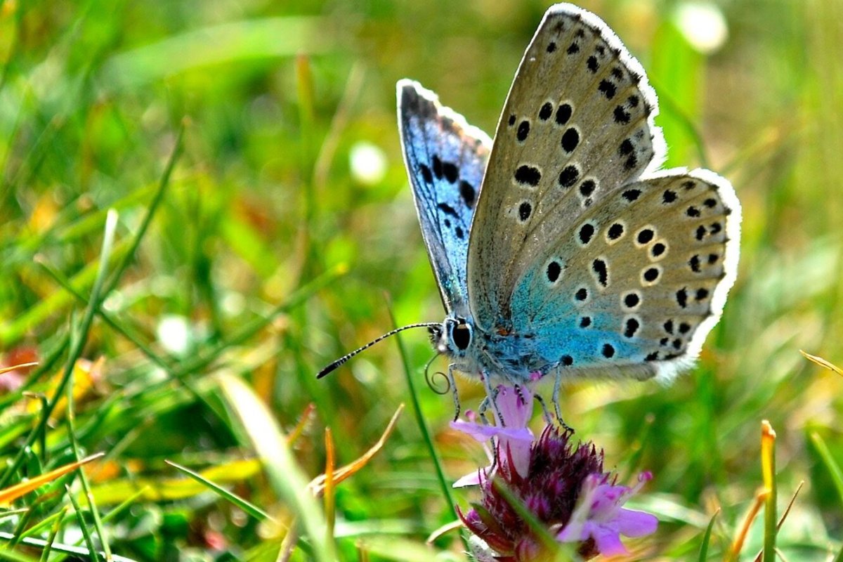 Голубянка Арион