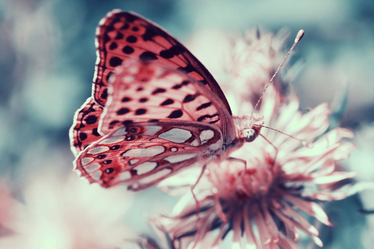 Нежные бабочки