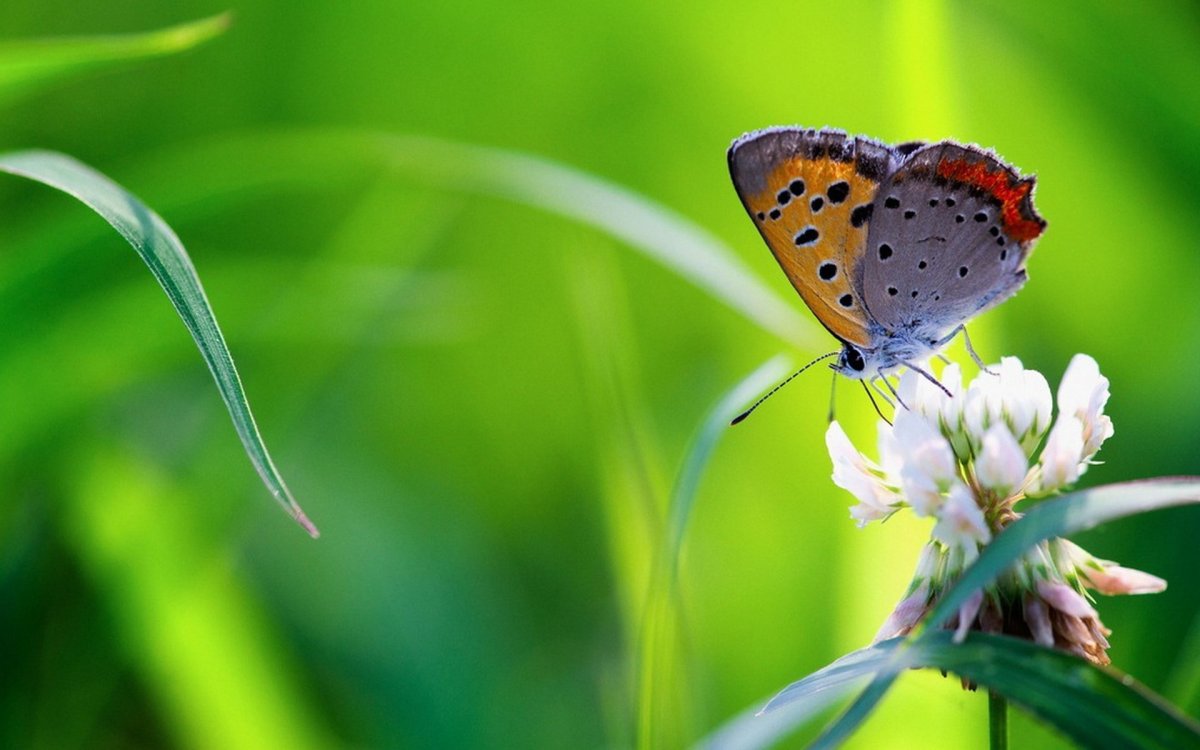 Бабочка на травинке