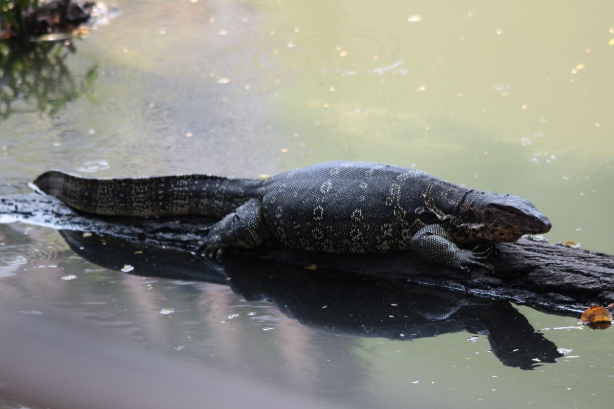 Черный водяной Варан