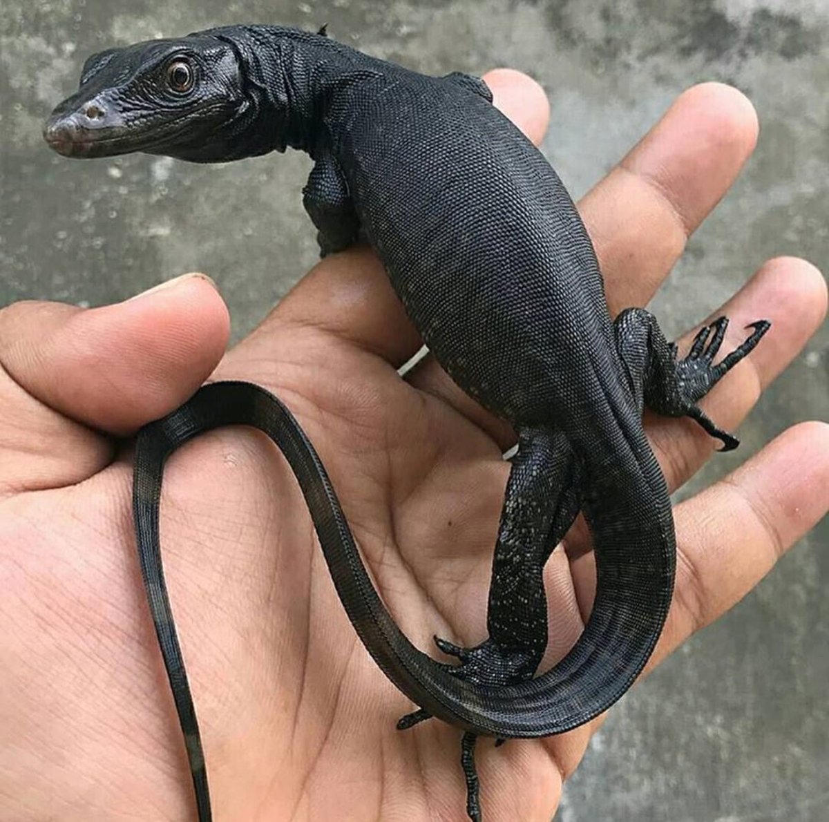 Черный древесный Варан