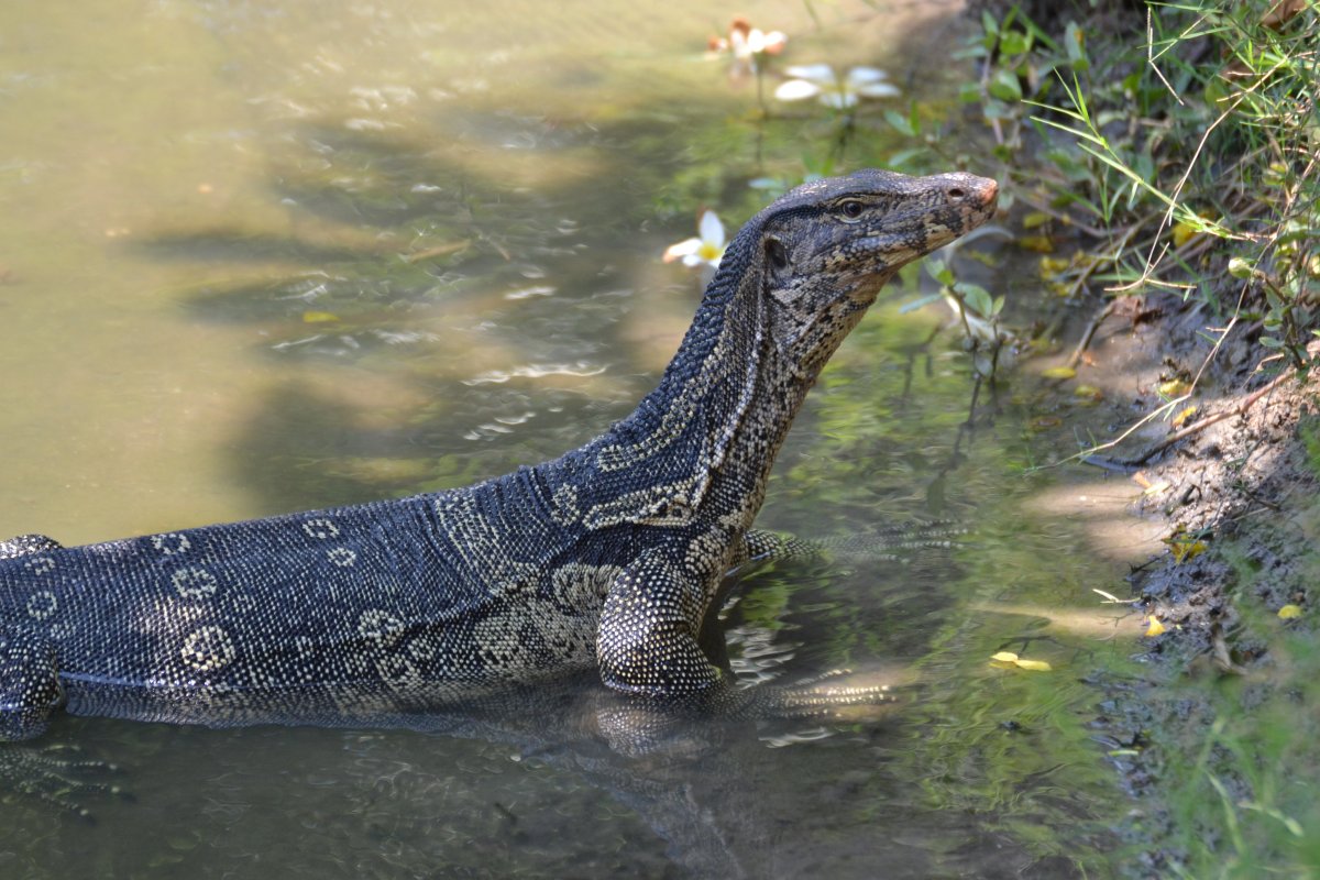 Варан водоплавающий