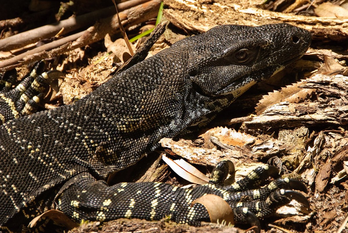 Черный Варан